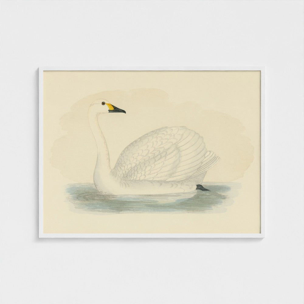 1870's Series Bewick's Swan