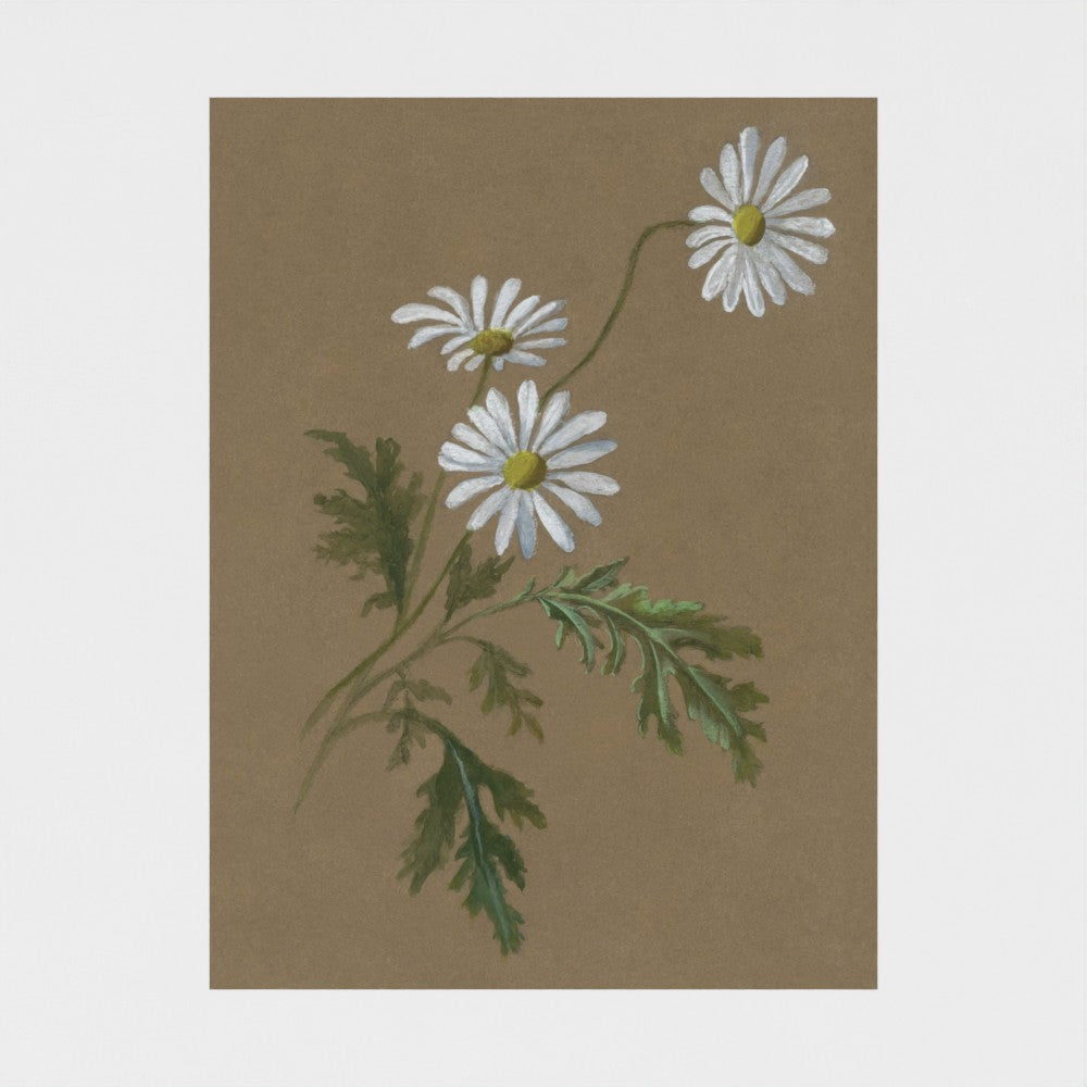 Daisy