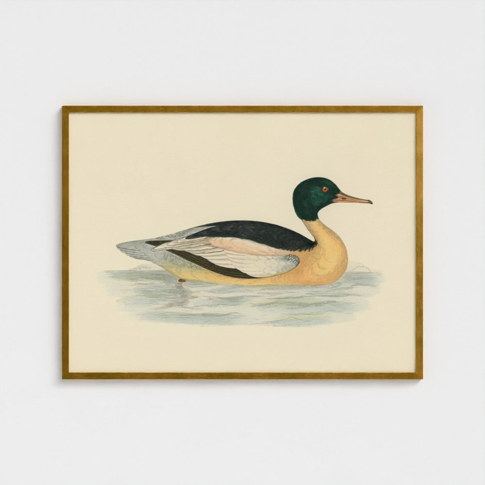 1870's Series Goosander Duck