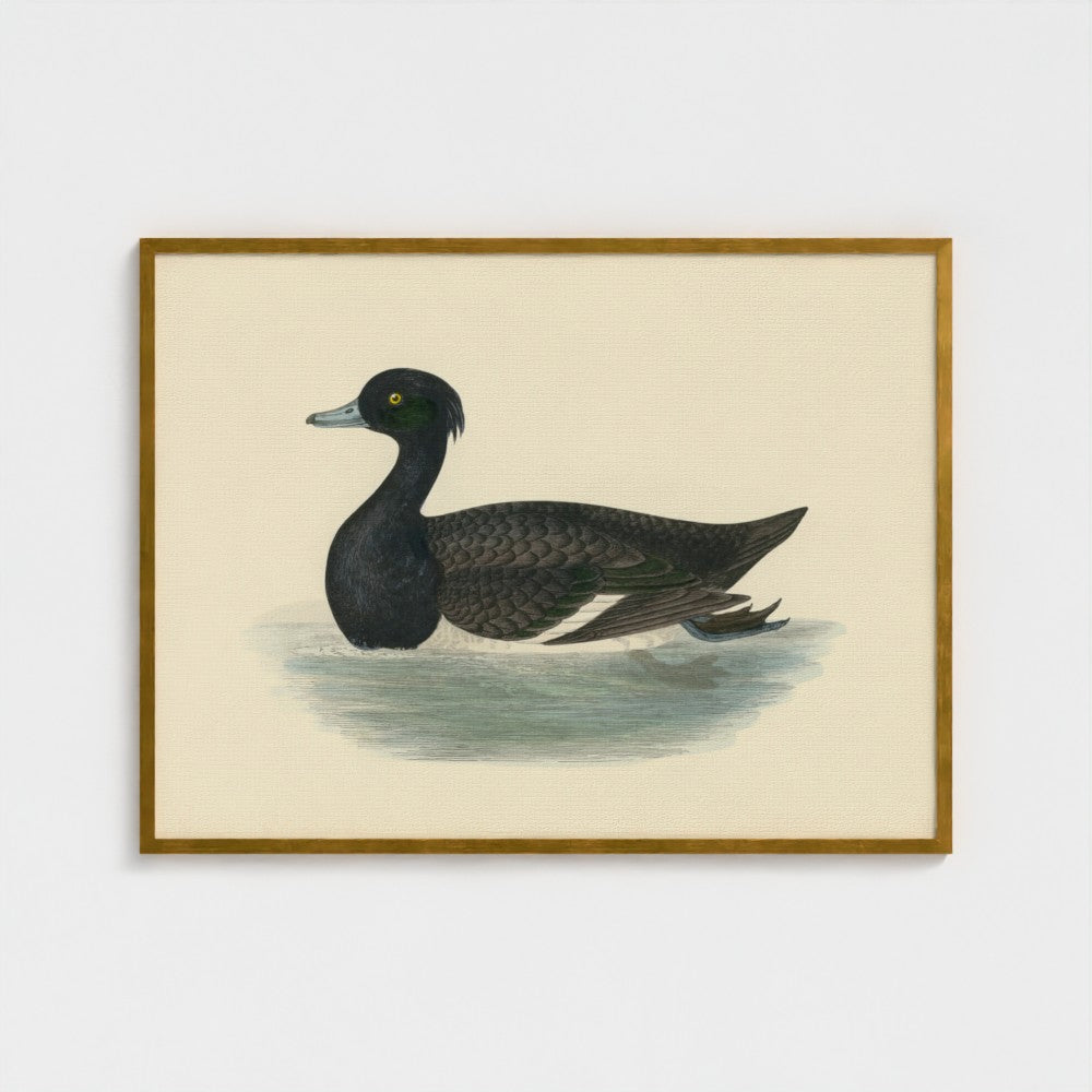 1870's Series Tufted Duck