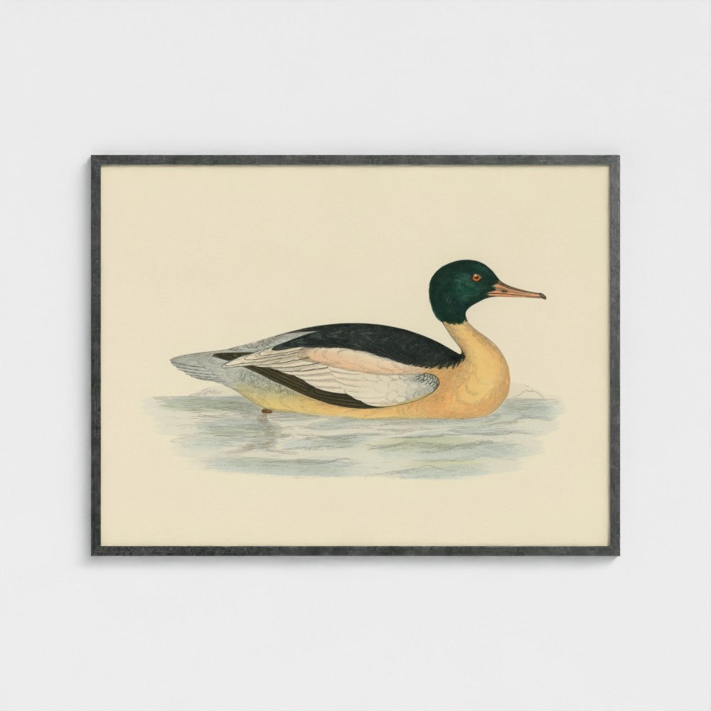 1870's Series Goosander Duck