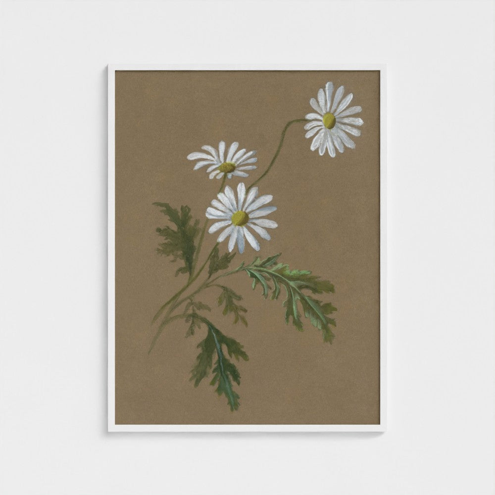 Daisy