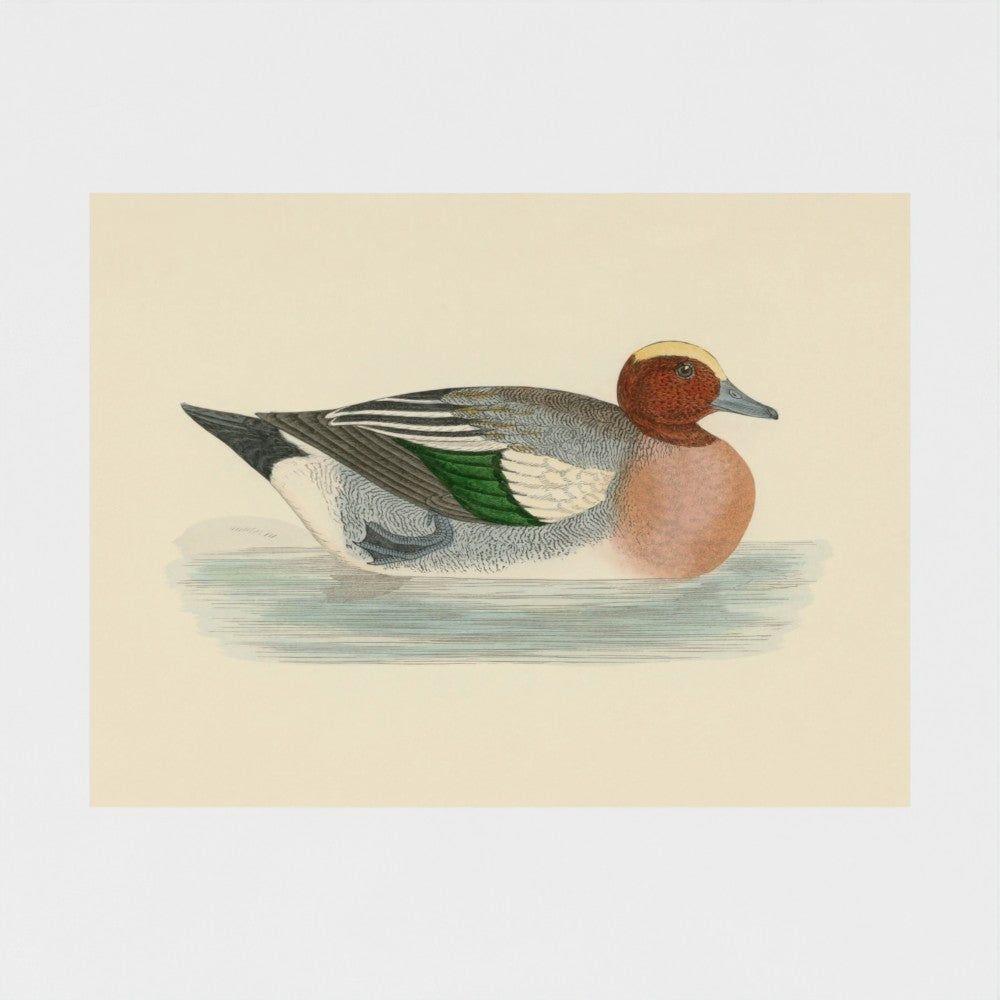 1870's Series Wigeon