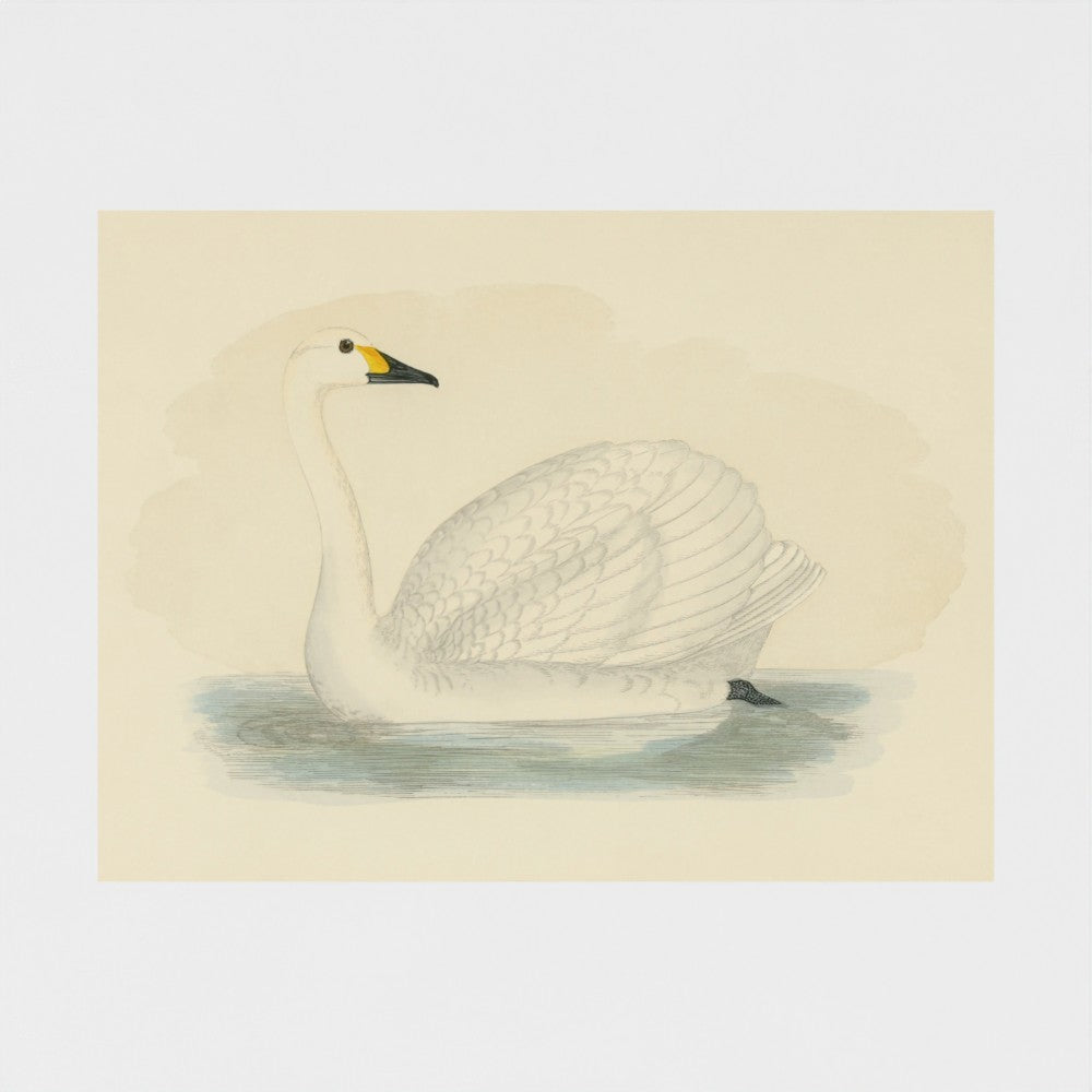 1870's Series Bewick's Swan