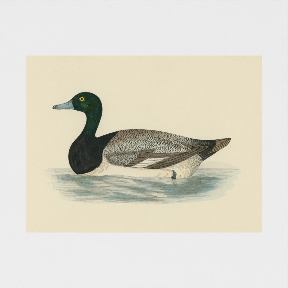 1870's Series Scaup Duck