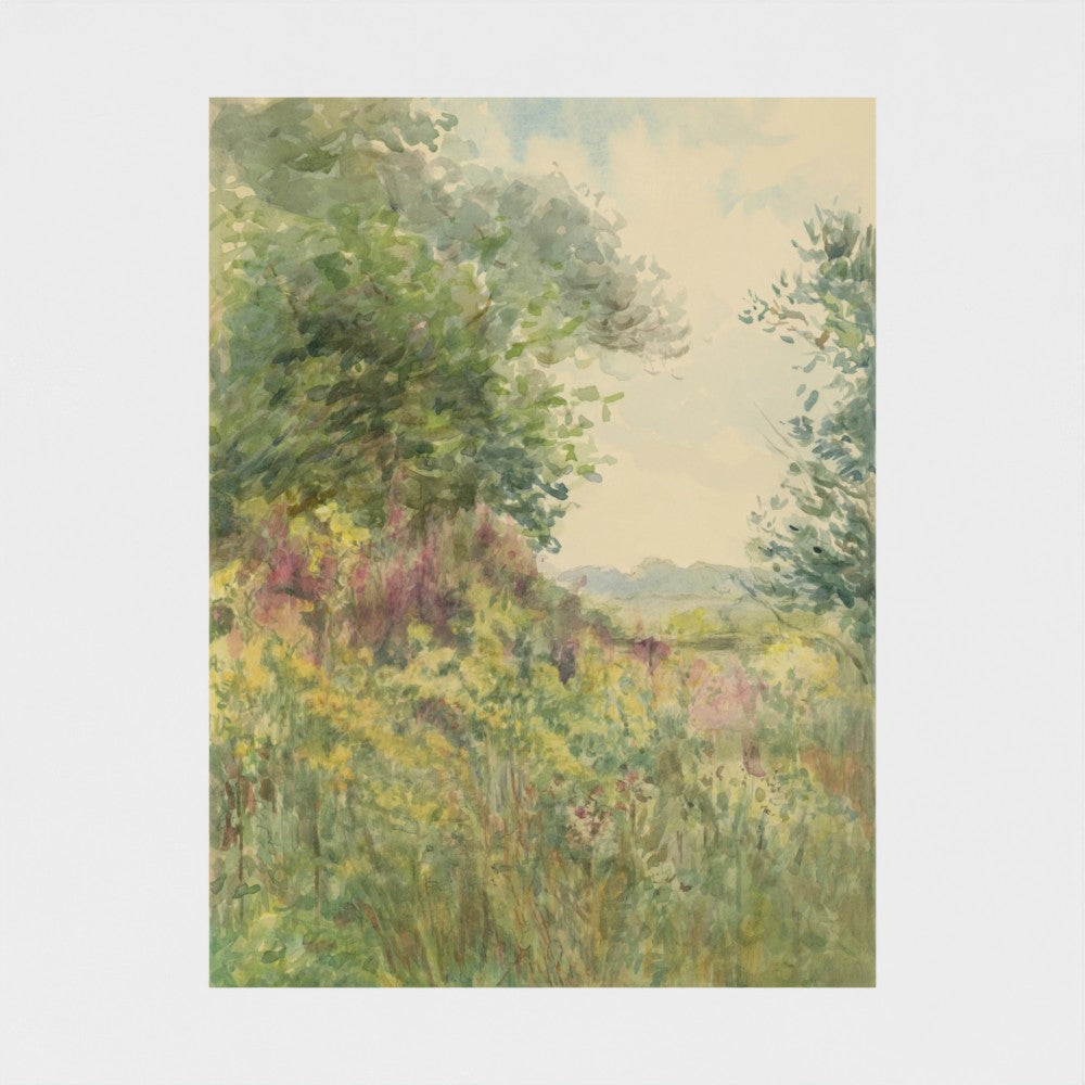 Summer Meadow