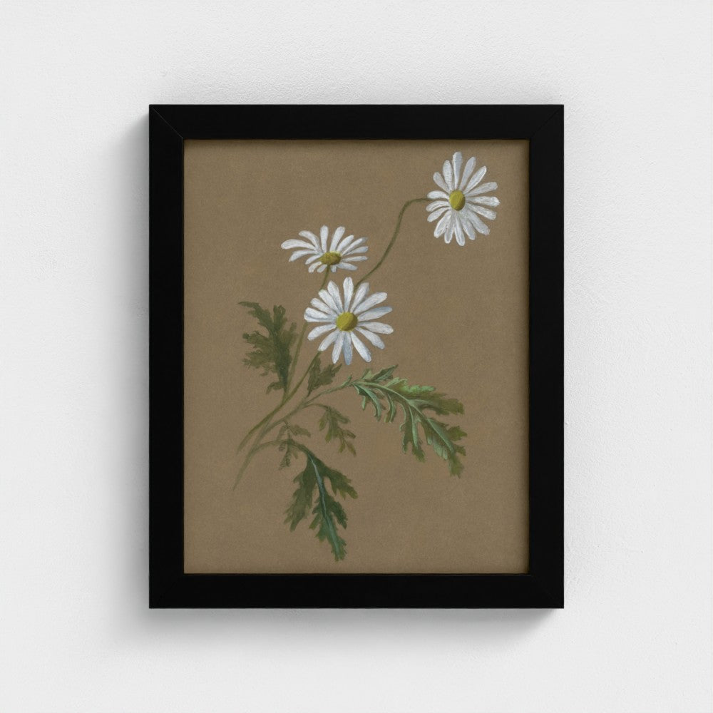 Daisy