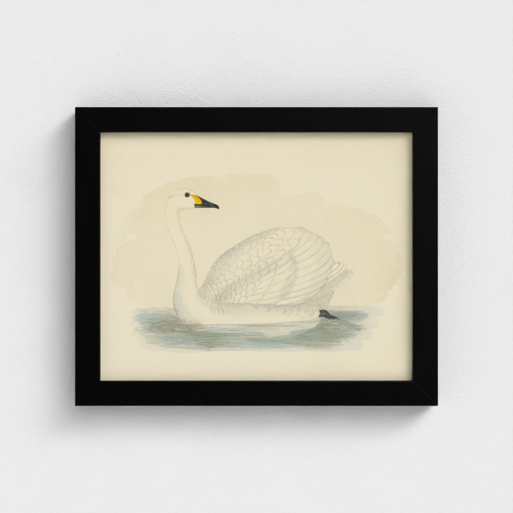 1870's Series Bewick's Swan