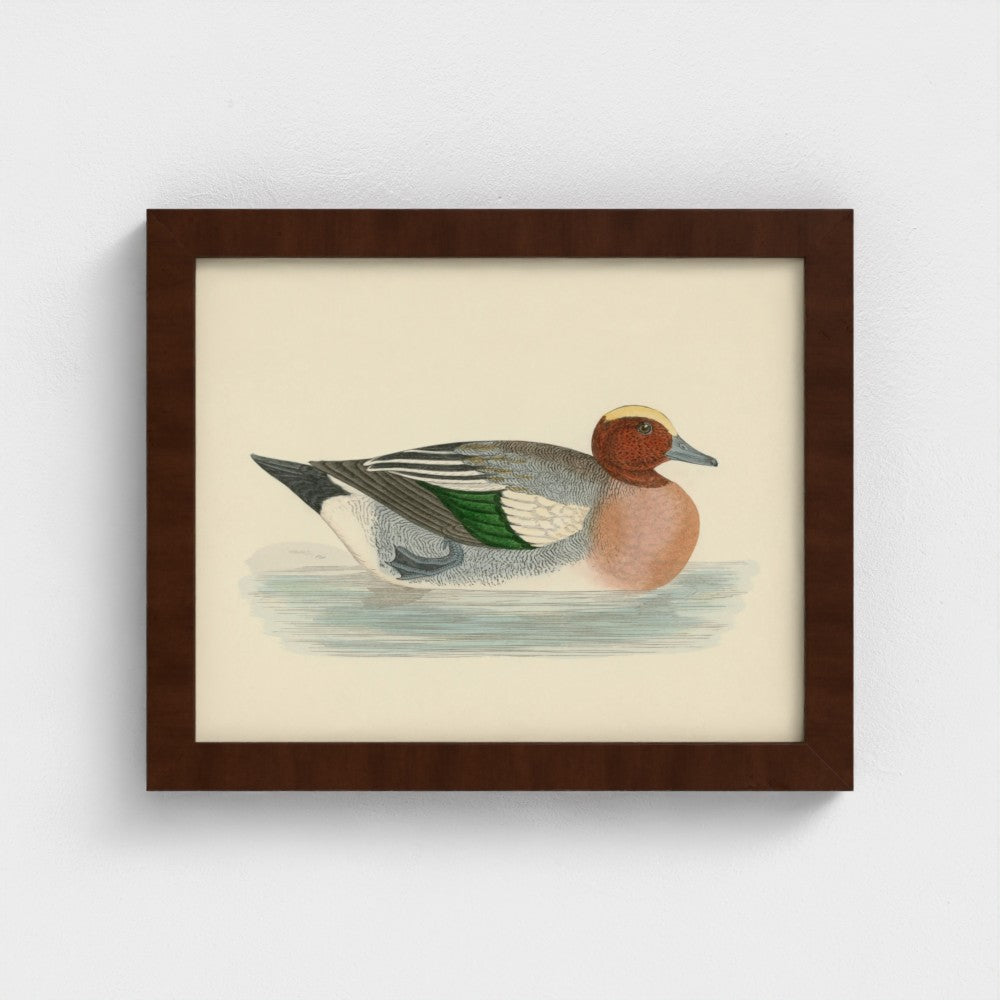 1870's Series Wigeon