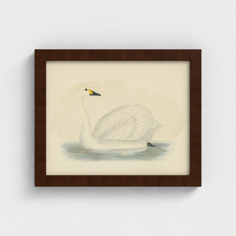 1870's Series Bewick's Swan