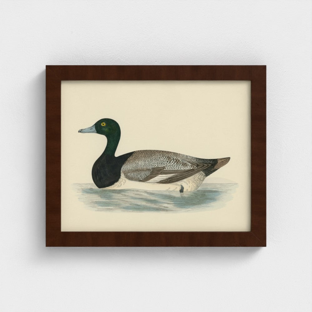 1870's Series Scaup Duck