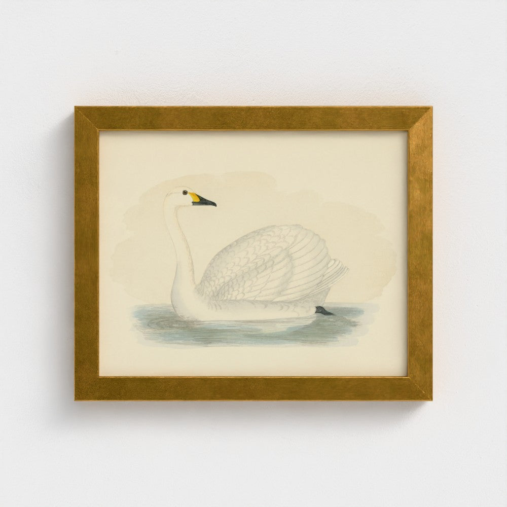 1870's Series Bewick's Swan