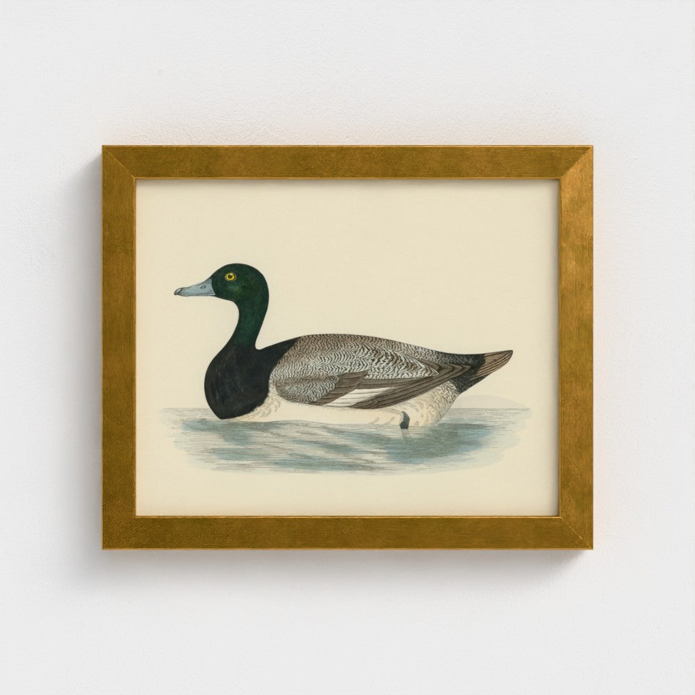 1870's Series Scaup Duck