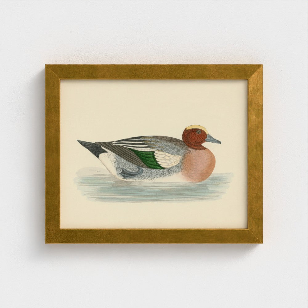1870's Series Wigeon