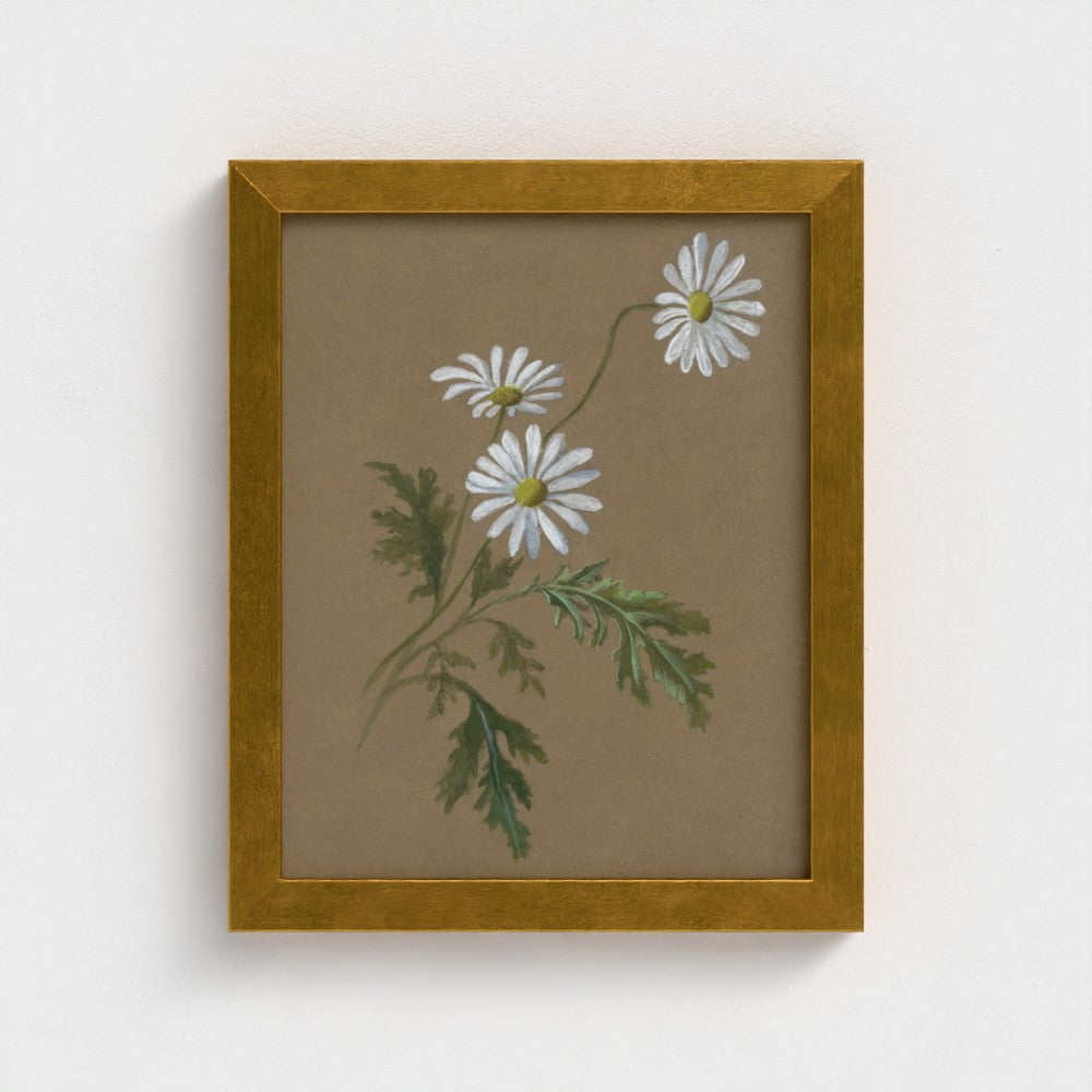 Daisy