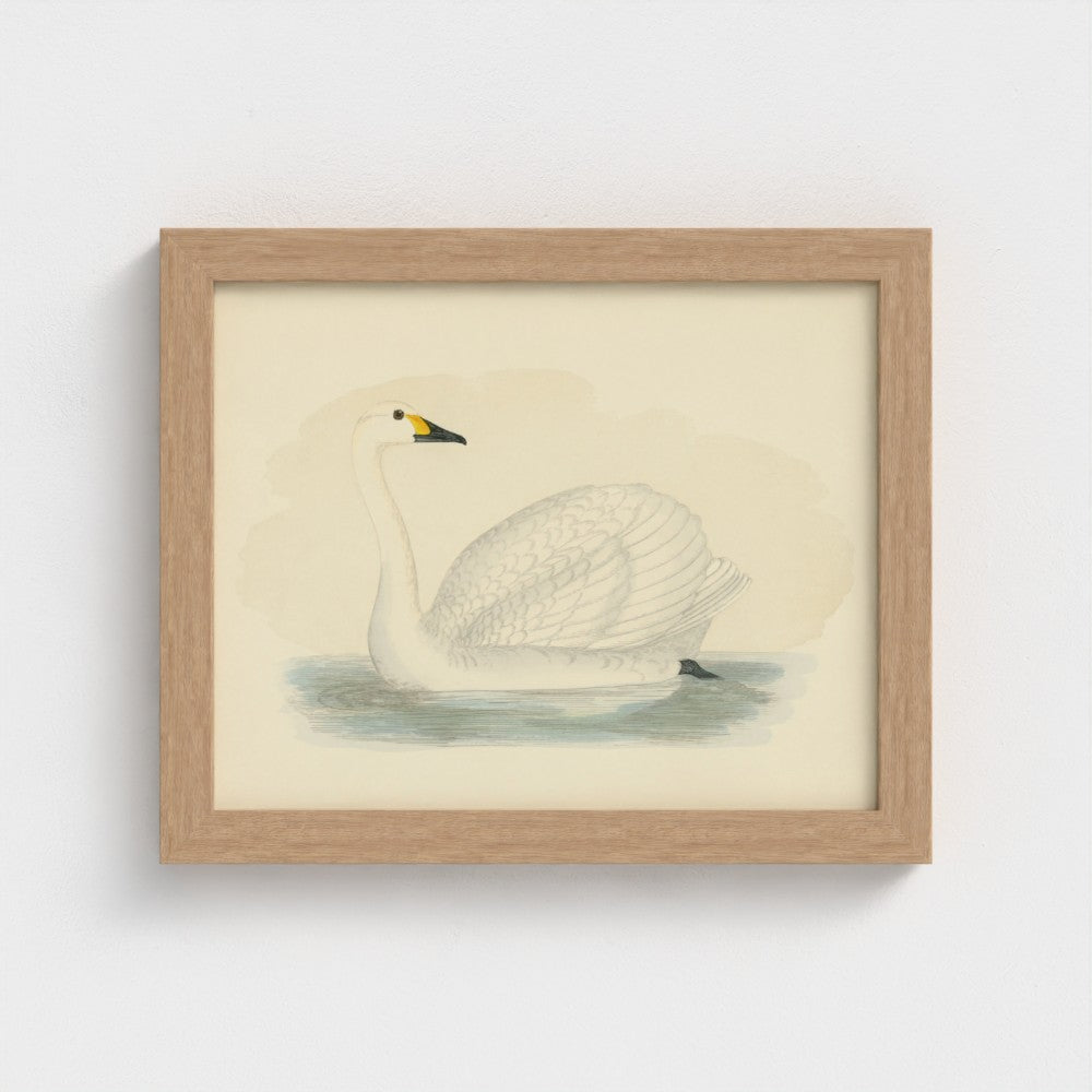 1870's Series Bewick's Swan