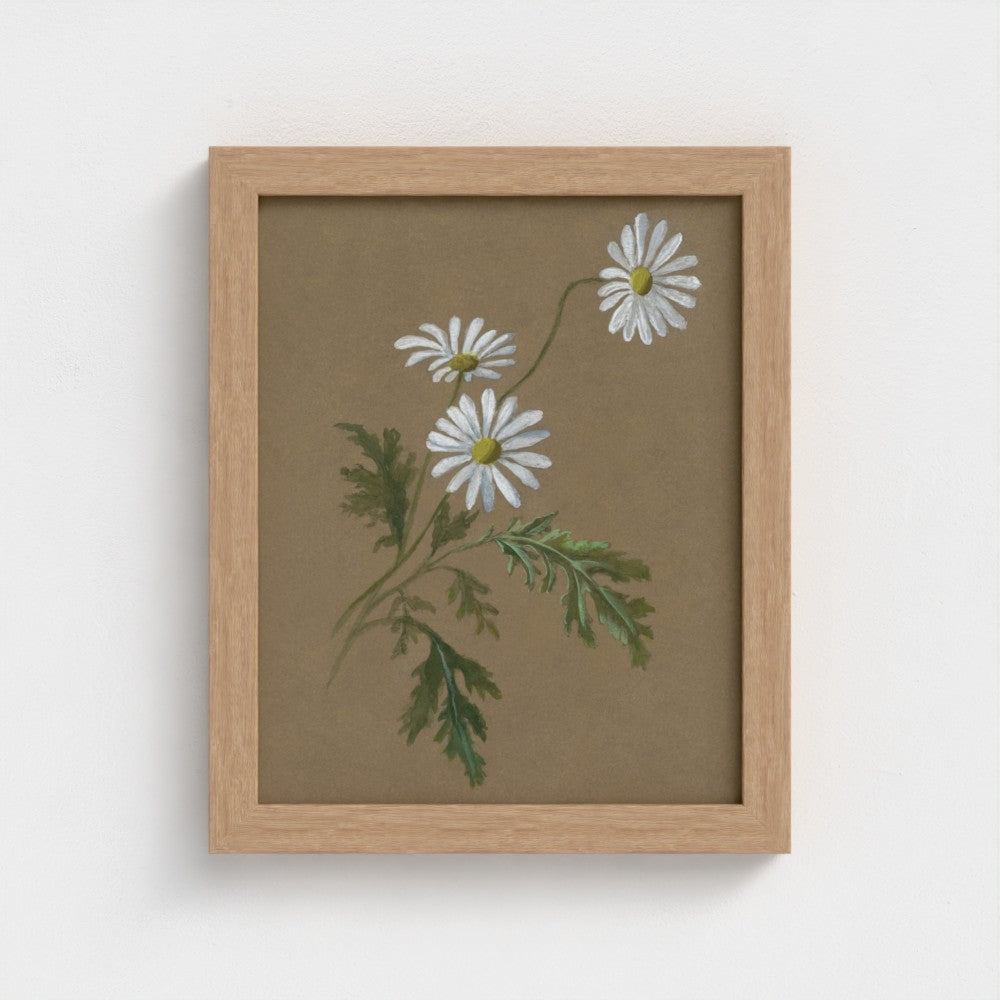 Daisy