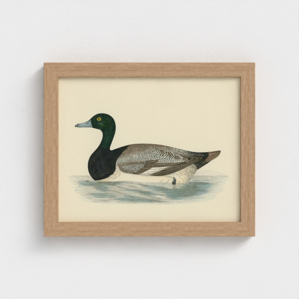 1870's Series Scaup Duck