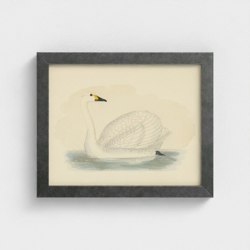 1870's Series Bewick's Swan