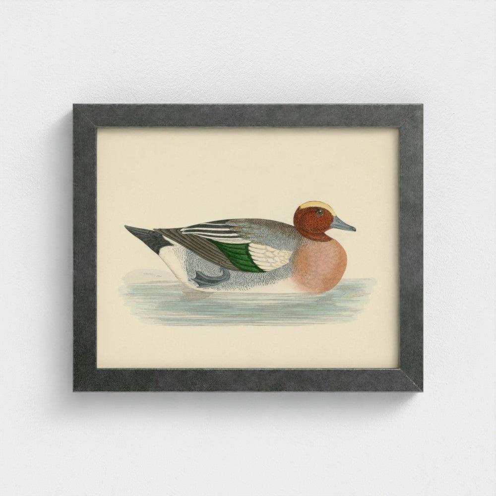 1870's Series Wigeon