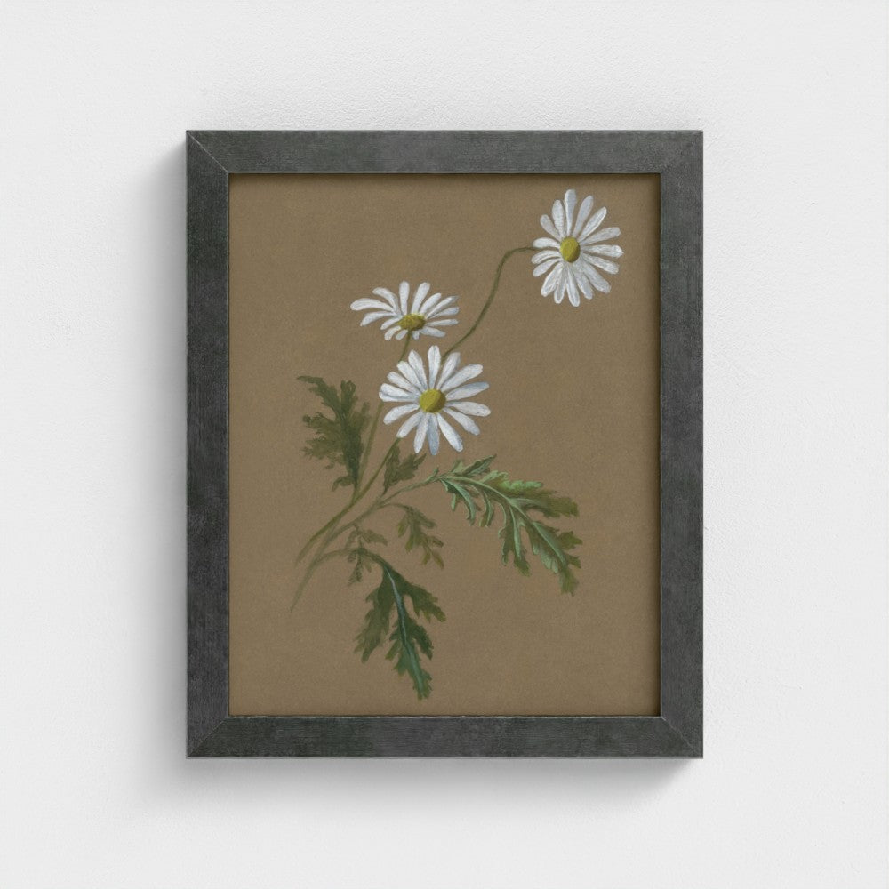 Daisy
