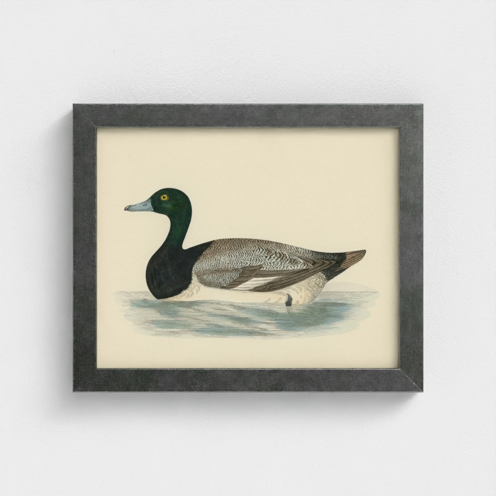 1870's Series Scaup Duck