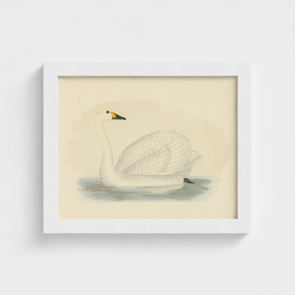 1870's Series Bewick's Swan