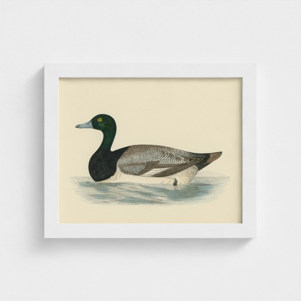 1870's Series Scaup Duck