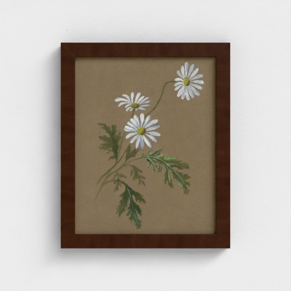 Daisy