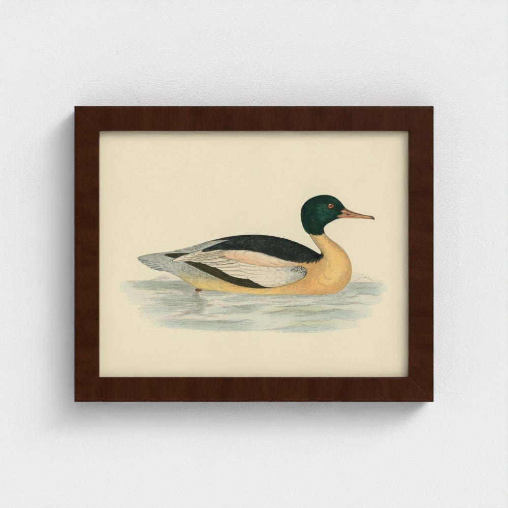 1870's Series Goosander Duck