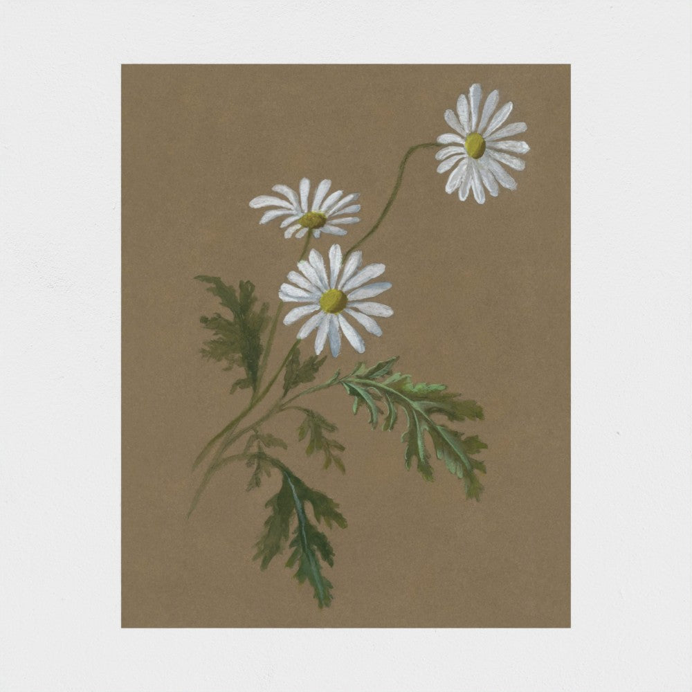 Daisy