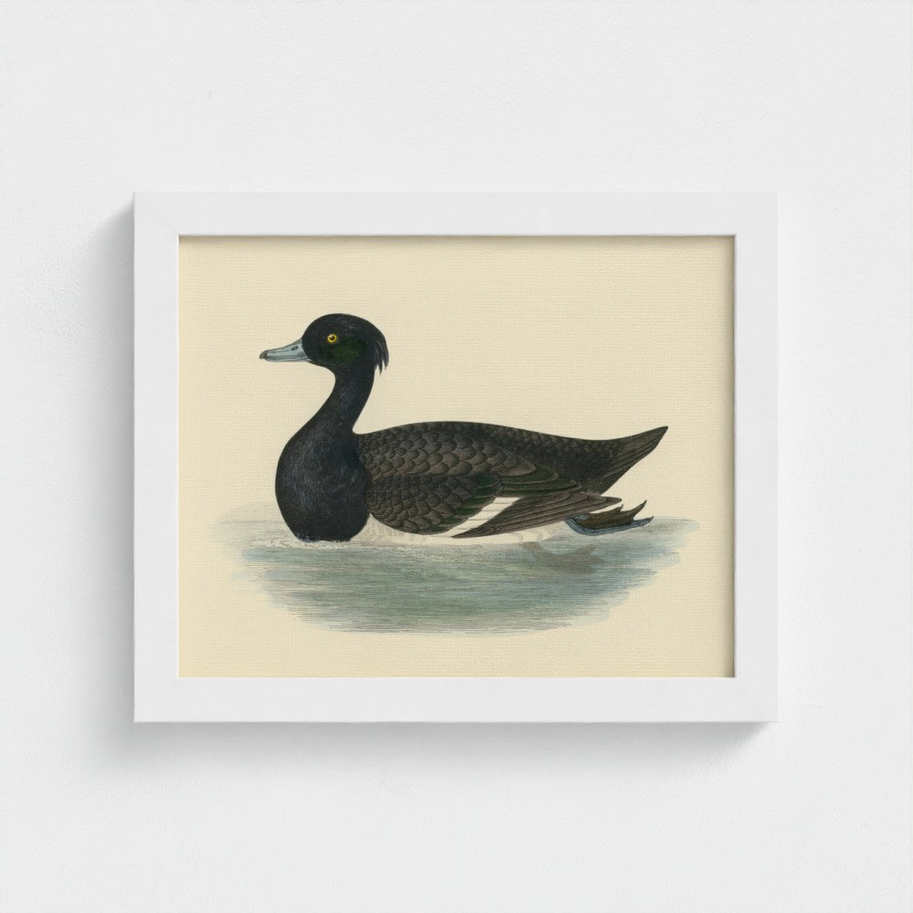 1870's Series Tufted Duck