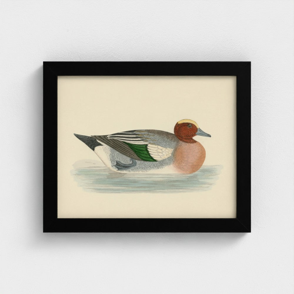 1870's Series Wigeon