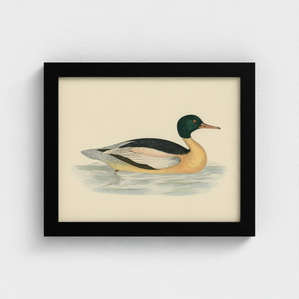 1870's Series Goosander Duck