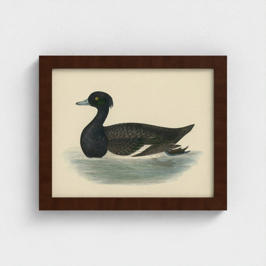 1870's Series Tufted Duck