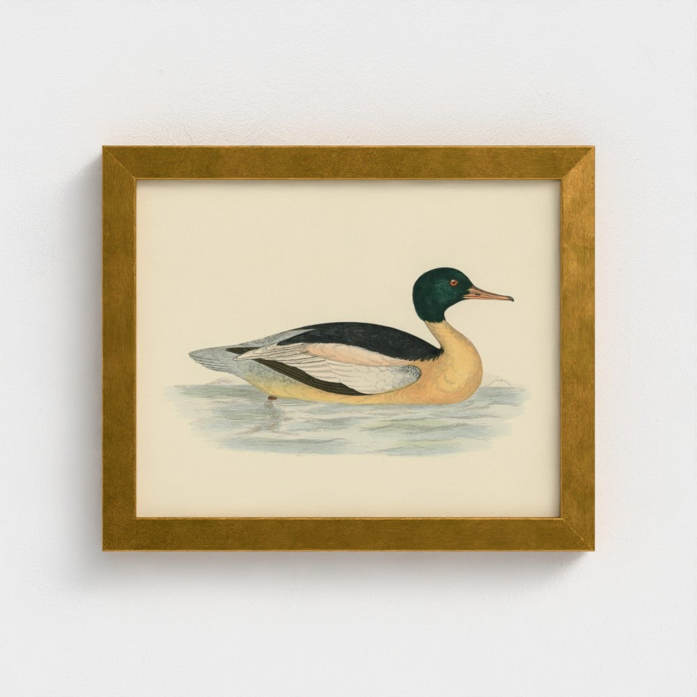 1870's Series Goosander Duck
