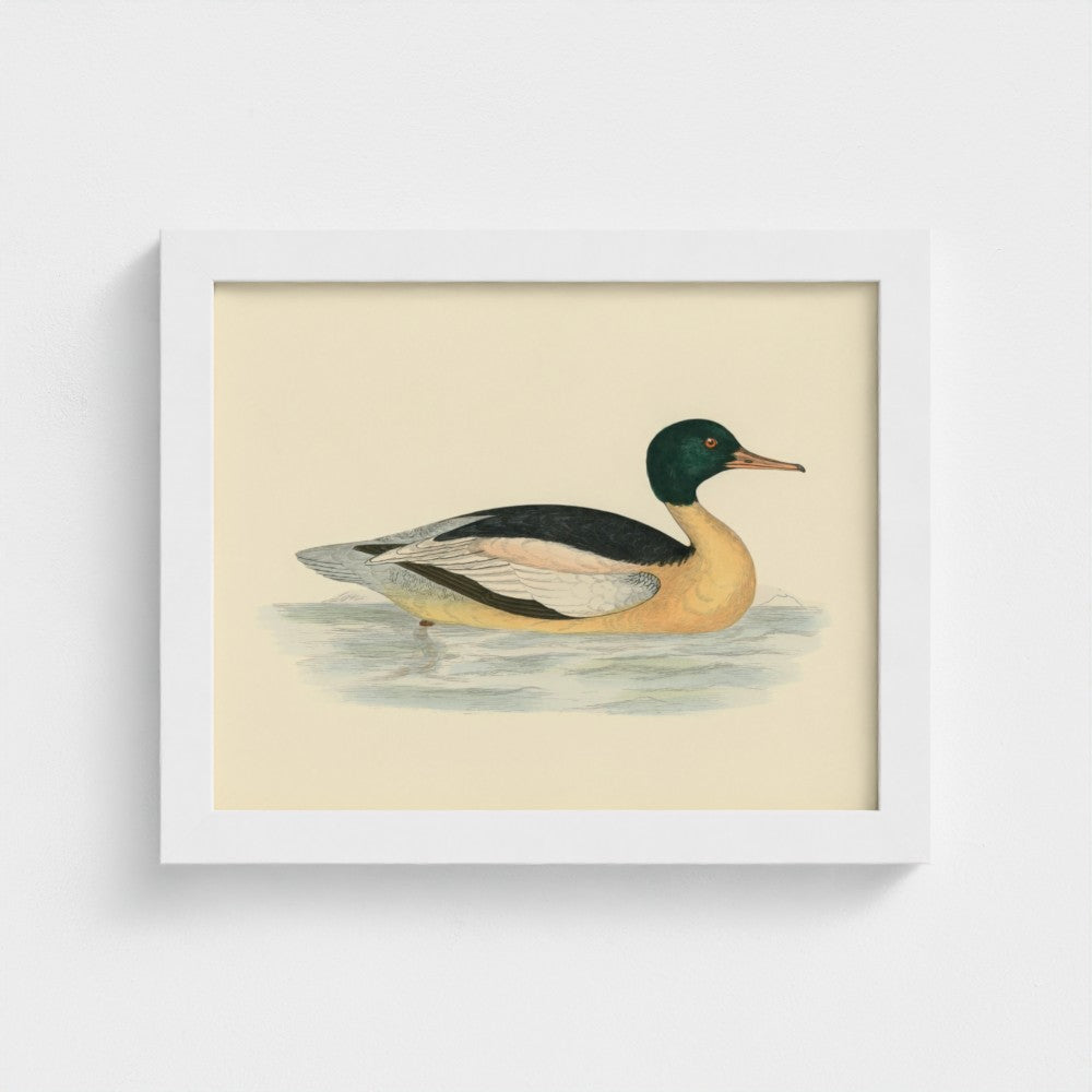 1870's Series Goosander Duck
