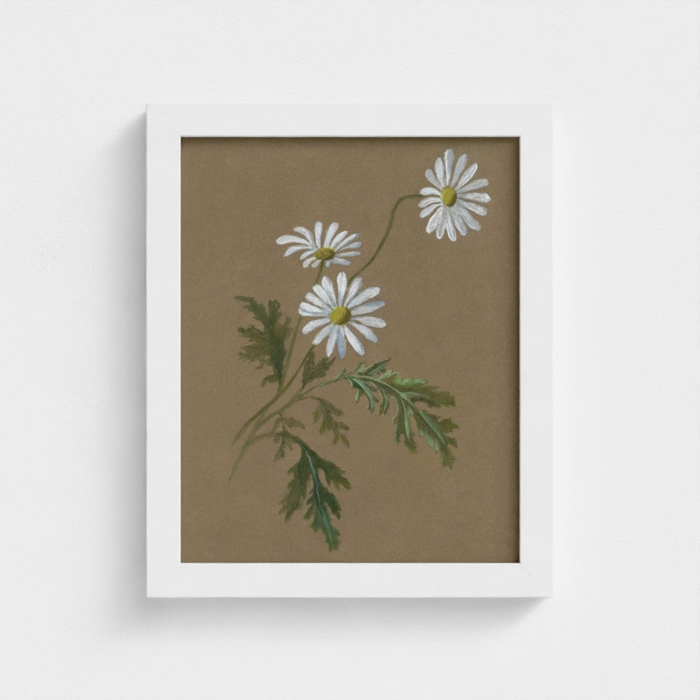 Daisy