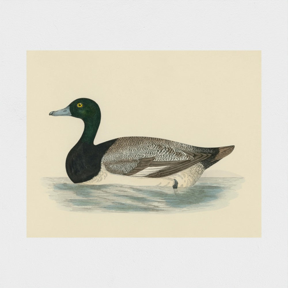 1870's Series Scaup Duck