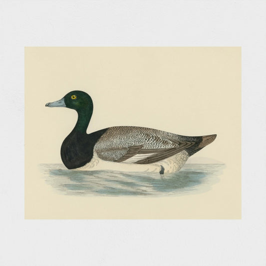 Scaup Duck