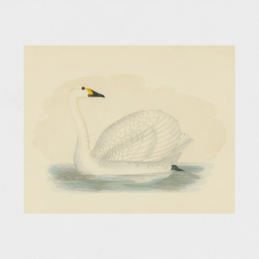 1870's Series Bewick's Swan