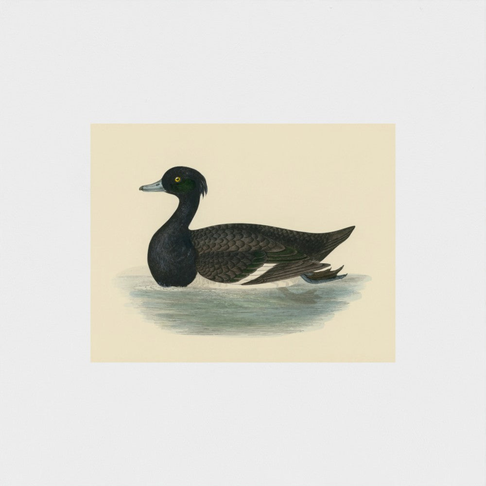1870's Series Tufted Duck