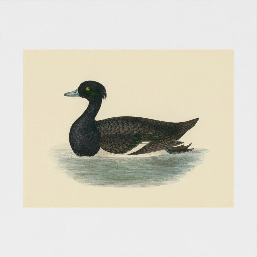 1870's Series Tufted Duck