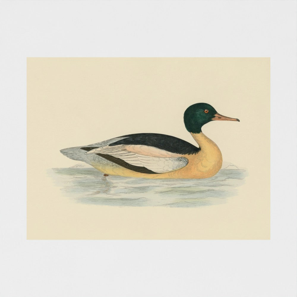 1870's Series Goosander Duck