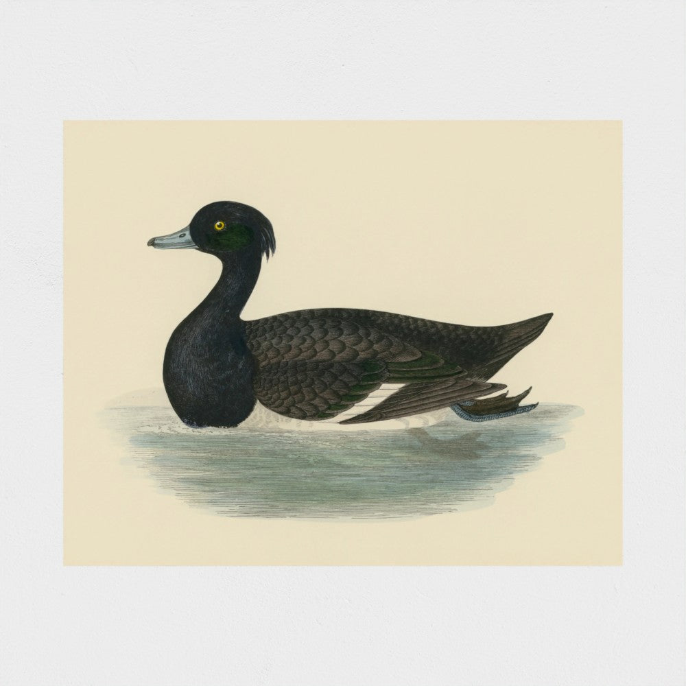 1870's Series Tufted Duck
