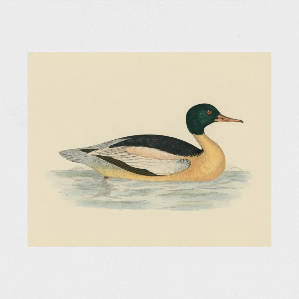 1870's Series Goosander Duck