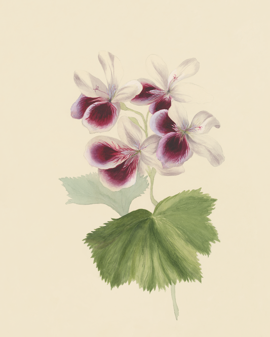 Regal Geranium