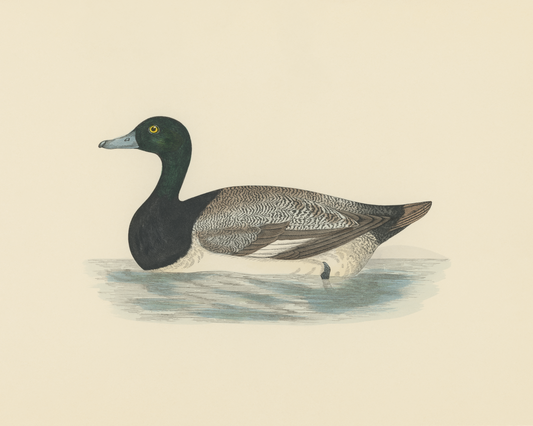 Scaup Duck