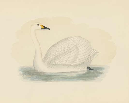 Bewick's Swan
