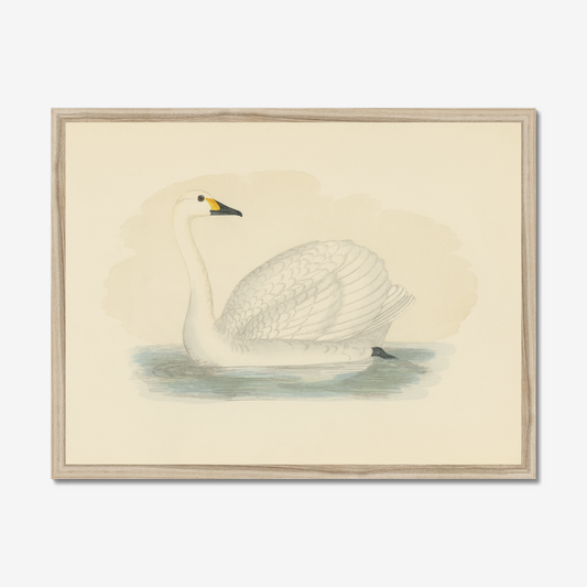 Bewick's Swan